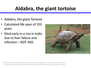 Aldabra, the giant tortoise 
• Aldabra, the giant Tortoise 
• Calculated life span of 255 
years 
• Died early in a zoo in India 
due to liver failure and 
infection – NOT AGE. 
http://io9.com/5618046/the-mystery-of-why-turtles-never-grow-old---and-how-we-can-learn-from-it 
http://www.sciencephoto.com/image/378918/350wm/Z7520265-Aldabra_Giant_Tortoise-SPL.jpg 
 