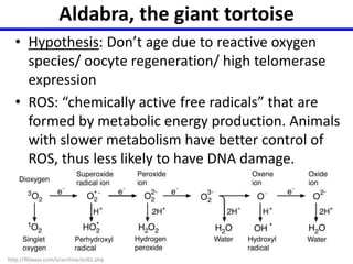 Aldabra, the giant tortoise 
• Hypothesis: Don’t age due to reactive oxygen 
species/ oocyte regeneration/ high telomerase 
expression 
• ROS: “chemically active free radicals” that are 
formed by metabolic energy production. Animals 
with slower metabolism have better control of 
ROS, thus less likely to have DNA damage. 
http://90ways.com/sciarchive/sci61.php 
 