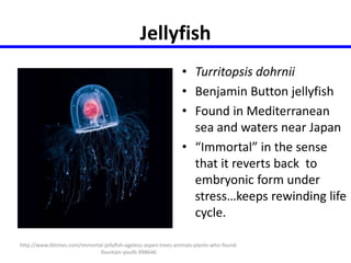 Jellyfish 
• Turritopsis dohrnii 
• Benjamin Button jellyfish 
• Found in Mediterranean 
sea and waters near Japan 
• “Immortal” in the sense 
that it reverts back to 
embryonic form under 
stress…keeps rewinding life 
cycle. 
http://www.ibtimes.com/immortal-jellyfish-ageless-aspen-trees-animals-plants-who-found-fountain- 
youth-998646 
 