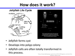How does it work? 
• Jellyfish forms cyst 
• Develops into polyp colony 
• Jellyfish cells are often totally transformed in 
this process. https://www.fightaging.org/archives/2011/04/ageless-animals-the-jellyfish- 
edition.php 
 
