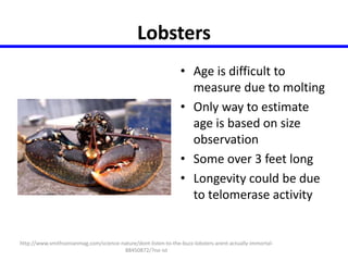Lobsters 
• Age is difficult to 
measure due to molting 
• Only way to estimate 
age is based on size 
observation 
• Some over 3 feet long 
• Longevity could be due 
to telomerase activity 
http://www.smithsonianmag.com/science-nature/dont-listen-to-the-buzz-lobsters-arent-actually-immortal- 
88450872/?no-ist 
 