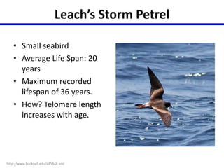 Leach’s Storm Petrel 
• Small seabird 
• Average Life Span: 20 
years 
• Maximum recorded 
lifespan of 36 years. 
• How? Telomere length 
increases with age. 
http://www.bucknell.edu/x45446.xml 
 