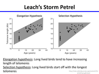 Leach’s Storm Petrel 
Elongation hypothesis: Long lived birds tend to have increasing 
length of telomeres 
Selection hypothesis: Long lived birds start off with the longest 
telomeres http://mbe.oxfordjournals.org/content/25/ 
1/220.full.pdf+html 
 