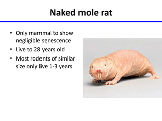 Naked mole rat 
• Only mammal to show 
negligible senescence 
• Live to 28 years old 
• Most rodents of similar 
size only live 1-3 years 
 