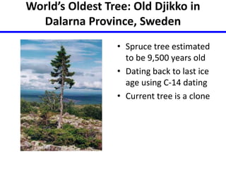 World’s Oldest Tree: Old Djikko in 
Dalarna Province, Sweden 
• Spruce tree estimated 
to be 9,500 years old 
• Dating back to last ice 
age using C-14 dating 
• Current tree is a clone 
 