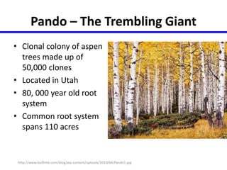 Pando – The Trembling Giant 
• Clonal colony of aspen 
trees made up of 
50,000 clones 
• Located in Utah 
• 80, 000 year old root 
system 
• Common root system 
spans 110 acres 
http://www.leaflimb.com/blog/wp-content/uploads/2010/04/Pando1.jpg 
 