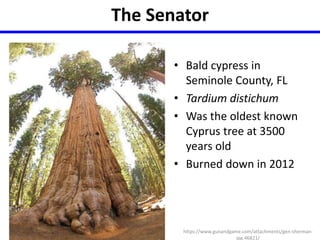 The Senator 
• Bald cypress in 
Seminole County, FL 
• Tardium distichum 
• Was the oldest known 
Cyprus tree at 3500 
years old 
• Burned down in 2012 
https://www.gunandgame.com/attachments/gen-sherman-jpg. 
46821/ 
 