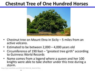 Chestnut Tree of One Hundred Horses 
• Chestnut tree on Mount Etna in Sicily – 5 miles from an 
active volcano. 
• Estimated to be between 2,000 – 4,000 years old 
• Circumference of 190 feet – “greatest tree girth” according 
to Guinness World Records 
• Name comes from a legend where a queen and her 100 
knights were able to take shelter under this tree during a 
storm. 
https://yy2.staticflickr.com/3291/2817869138_30eb23d70d.j 
pg 
 