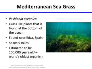 Mediterranean Sea Grass 
• Posidonia oceanica 
• Grass like plants that is 
found at the bottom of 
the ocean 
• Found near Ibiza, Spain 
• Spans 5 miles 
• Estimated to be 
100,000 years old – 
world’s oldest organism 
http://science.time.com/2014/02/25/worlds-oldest-things/ 
photo/08_sussman_seagrass_0910_0753_1068px/ 
 
