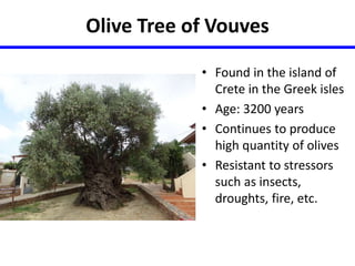 Olive Tree of Vouves 
• Found in the island of 
Crete in the Greek isles 
• Age: 3200 years 
• Continues to produce 
high quantity of olives 
• Resistant to stressors 
such as insects, 
droughts, fire, etc. 
 