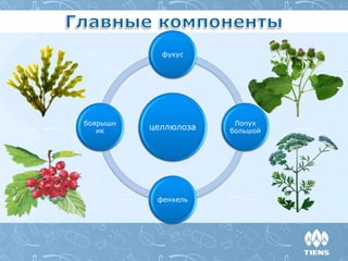 целлюлоза
фукус
Лопух
большой
фенхель
боярышн
ик
 