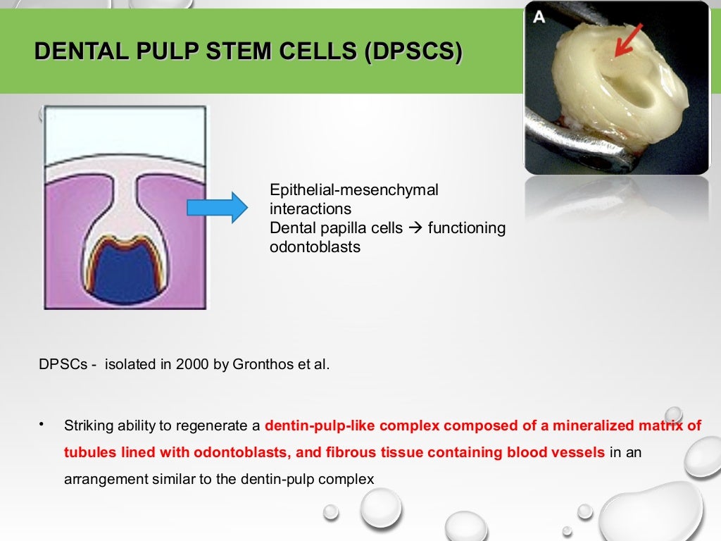 Regenerative endodontics