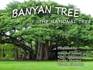 ……THE NATIONAL TREE
Prepared by:
Nimisha Samar
Kirti Vijayvargiya
Surbhi Sharma
Punam Chandak
 