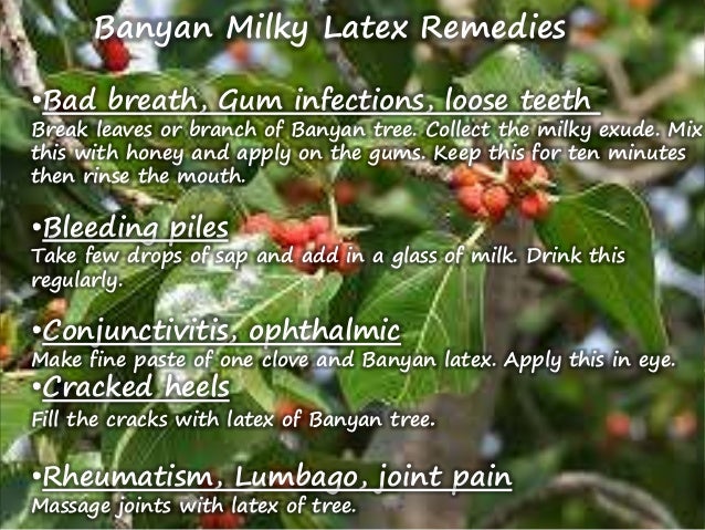 Banyan Tree leaf benefits Pipal ka patte ke fayde, Banyan Tree Leafs benefits, Pipal ke patte ke fayde, Benefits of Banyan tree and its leafs