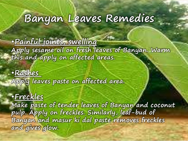Banyan Tree leaf benefits Pipal ka patte ke fayde, Banyan Tree Leafs benefits, Pipal ke patte ke fayde, Benefits of Banyan tree and its leafs