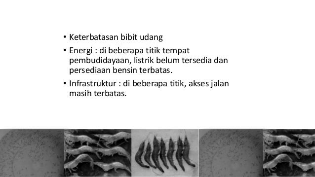 Peta Geografis Tambak Udang Jawa Barat dan Banten