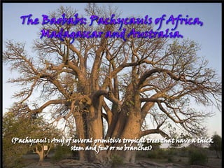 The Baobabs: Pachycauls of Africa, Madagascar and Australia. (Pachycaul : Any of several primitive tropical trees that have a thick stem and few or no branches) 