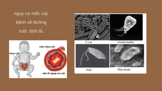 nguy cơ mắc các
bệnh về đường
ruột, dịch tả,
 