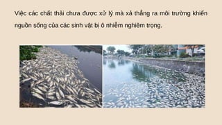 Việc các chất thải chưa được xử lý mà xả thẳng ra môi trường khiến
nguồn sống của các sinh vật bị ô nhiễm nghiêm trọng.
 