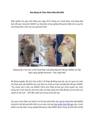 Báo Động Về Thực Phẩm Biến Đổi GEN



Một nghiên cứu gây chấn động vào ngày 19-9: những con chuột được nuôi bằng bắp
biến đổi gen mang tên NK603 của Tập đoàn nông nghiệp Monsanto (Mỹ) sẽ bị ung thư
với những khối u lớn như các quả banh bàn!




  Những khối u lớn trên cơ thể chuột được nuôi bằng bắp biến đổi gen NK603 của Tập
                    đoàn nông nghiệp Monsanto - Ảnh: Daily Mail



Bộ Nông nghiệp, Bộ Sinh thái và Bộ Y tế Pháp đã đồng loạt yêu cầu Cơ quan An toàn
sức khỏe quốc gia (ANSES) mở cuộc điều tra về độ an toàn của bắp biến đổi gen NK603.
“Tùy thuộc vào ý kiến của ANSES, Chính phủ Pháp sẽ kêu gọi chính quyền các nước
trong Liên minh châu Âu (EU) thực hiện các biện pháp cần thiết để bảo vệ sức khỏe con
người và vật nuôi” - AFP dẫn tuyên bố chung của ba bộ này.



Các quan chức Pháp cho biết EU có thể cần phải khẩn cấp ngừng nhập khẩu bắp NK603
trong khi chờ kết quả kiểm định sự an toàn của loại thực phẩm biến đổi gen này. Là sản
phẩm của Tập đoàn nông nghiệp Monsanto, bắp NK603 được trồng rất phổ biến tại Mỹ
 