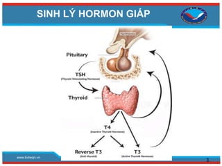 www.bvtwqn.vn
SINH LÝ HORMON GIÁP
3
 
