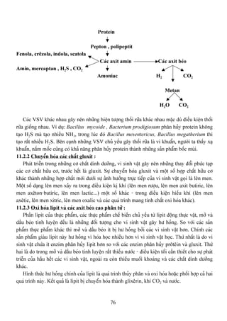 76
Protein
Pepton , polipeptit
Fenola, crãzola, indola, scatola
Caïc axit amin Caïc axit beïo
Amin, mercaptan , H2S , CO2
Amoniac H2 CO2
Metan
H2O CO2
Caïc VSV khaïc nhau gáy nãn nhæîng hiãûn tæåüng thäúi ræîa khaïc nhau màûc duì âiãöu kiãûn thäúi
ræîa giäúng nhau. Vê duû: Bacillus mycoide , Bacterium prodigiosum phán huíy protein khäng
taûo H2S maì taûo nhiãöu NH3, trong luïc âoï Bacillus mesentericus, Bacillus megatherçum thi
taûo ráút nhiãöu H2S. Bãn caûnh nhæîng VSV chuí yãúu gáy thäúi ræîa laì vi khuáøn, ngæåìi ta tháúy xaû
khuáøn, náúm mäúc cuîng coï khaí nàng phán huíy protein thaình nhæîng saín pháøm bäúc muìi.
11.2.2 Chuyãøn hoïa caïc cháút gluxit :
Phaït triãùn trong nhæîng cå cháút dinh dæåîng, vi sinh váût gáy nãn nhæîng thay âäøi phæïc taûp
caïc cå cháút hæîu cå, træåïc hãút laì gluxit. Sæû chuyãøn hoïa gluxit vaì mäüt säú håüp cháút hæîu cå
khaïc thaình nhæîng håüp cháút måïi dæåïi sæû aính hæåíng træûc tiãúp cuía vi sinh váût goüi laì lãn men.
Mäüt säú daûng lãn men xaíy ra trong âiãöu kiãûn kë khê (lãn men ræåüu, lãn men axit butiric, lãn
men axãton-butiric, lãn men lactic...) mäüt säú khaïc - trong âiãöu kiãûn hiãúu khê (lãn men
axãtic, lãn men xitric, lãn men oxalic vaì caïc quaï trçnh mang tênh cháút oxi hoïa khaïc).
11.2.3 Oxi hoïa lipit vaì caïc axit beïo cao phán tæí :
Pháön lipit cuía thæûc pháøm, caïc thæûc pháøm chãú biãún chuí yãúu tæì lipit âäüng thæûc váût, måî vaì
dáöu beïo tinh luyãûn âãöu laì nhæîng âäúi tæåüng cho vi sinh váût gáy hæ hoíng. So våïi caïc saín
pháøm thæûc pháøm khaïc thç måî vaì dáöu beïo êt bë hæ hoíng båíi caïc vi sinh váût hån. Chênh caïc
saín pháøm giaìu lipit naìy hæ hoíng vç hoïa hoüc nhiãöu hån vç vi sinh váût hoüc. Thæï nháút laì do vi
sinh váût chæïa êt enzim phán huíy lipit hån so våïi caïc enzim phán huíy prätãin vaì gluxit. Thæï
hai laì do trong måî vaì dáöu beïo tinh luyãûn ráút thiãúu næåïc - âiãöu kiãûn täúi cáön thiãút cho sæû phaït
triãùn cuía háöu hãút caïc vi sinh váût, ngoaìi ra coìn thiãúu muäúi khoaïng vaì caïc cháút dinh dæåîng
khaïc.
Hçnh thæïc hæ hoíng chênh cuía lipit laì quaï trçnh thuíy phán vaì oxi hoïa hoàûc phäúi håüp caí hai
quaï trçnh naìy. Kãút quaí laì lipit bë chuyãøn hoïa thaình glixãrin, khê CO2 vaì næåïc.
 