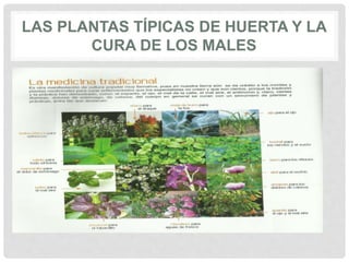 LAS PLANTAS TÍPICAS DE HUERTA Y LA
CURA DE LOS MALES
 