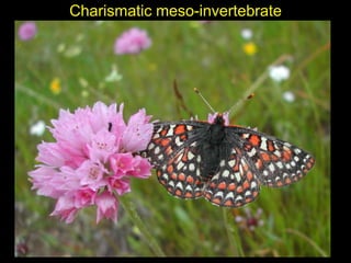 Charismatic meso-invertebrate
 