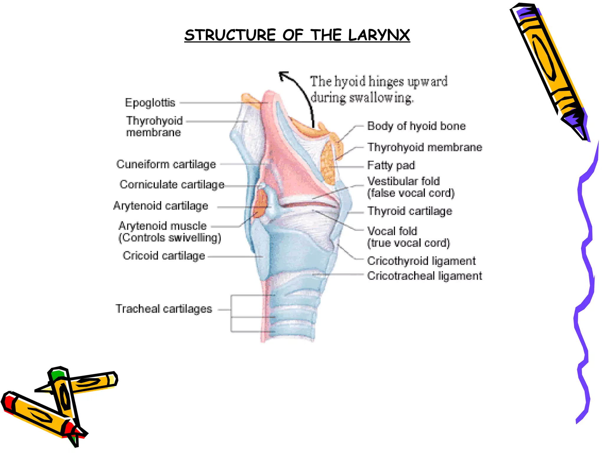 STRUCTURE OF THE LARYNX
 
