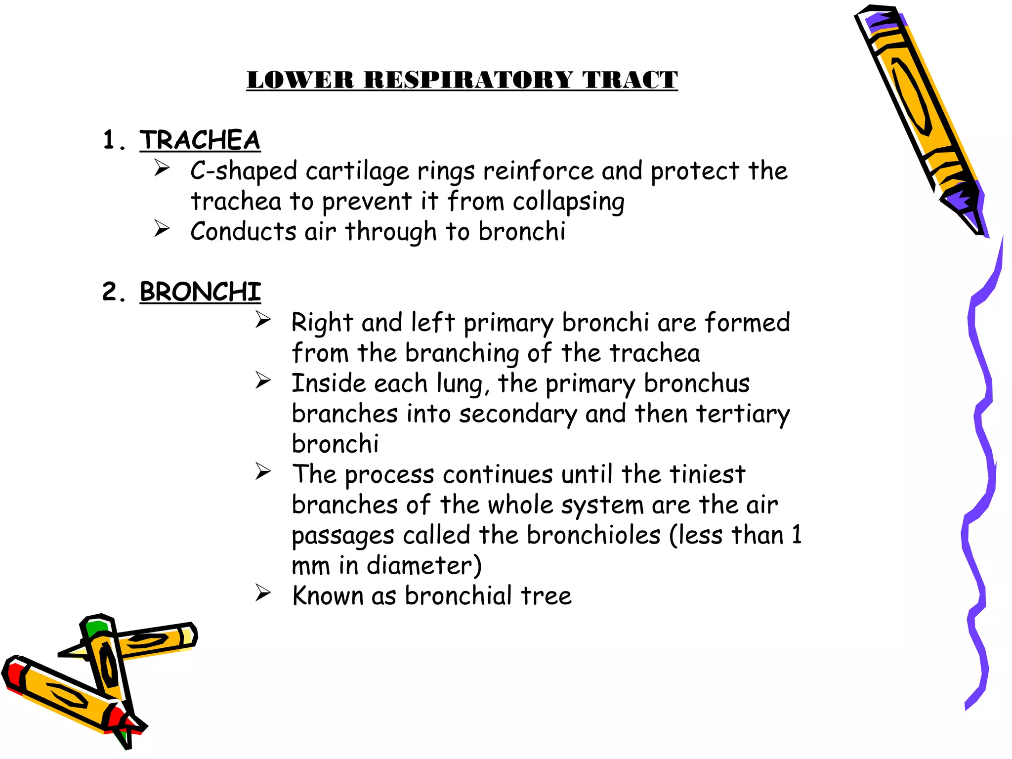LOWER RESPIRATORY TRACT
1. TRACHEA
 C-shaped cartilage rings reinforce and protect the
trachea to prevent it from collapsing
 Conducts air through to bronchi
2. BRONCHI
 Right and left primary bronchi are formed
from the branching of the trachea
 Inside each lung, the primary bronchus
branches into secondary and then tertiary
bronchi
 The process continues until the tiniest
branches of the whole system are the air
passages called the bronchioles (less than 1
mm in diameter)
 Known as bronchial tree
 