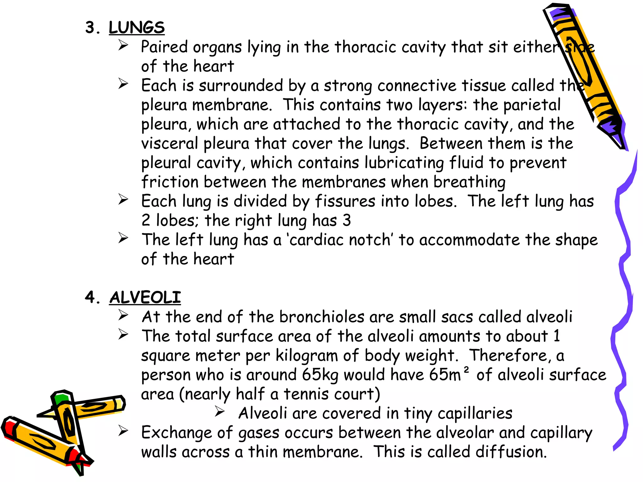 3. LUNGS
 Paired organs lying in the thoracic cavity that sit either side
of the heart
 Each is surrounded by a strong connective tissue called the
pleura membrane. This contains two layers: the parietal
pleura, which are attached to the thoracic cavity, and the
visceral pleura that cover the lungs. Between them is the
pleural cavity, which contains lubricating fluid to prevent
friction between the membranes when breathing
 Each lung is divided by fissures into lobes. The left lung has
2 lobes; the right lung has 3
 The left lung has a ‘cardiac notch’ to accommodate the shape
of the heart
4. ALVEOLI
 At the end of the bronchioles are small sacs called alveoli
 The total surface area of the alveoli amounts to about 1
square meter per kilogram of body weight. Therefore, a
person who is around 65kg would have 65m² of alveoli surface
area (nearly half a tennis court)
 Alveoli are covered in tiny capillaries
 Exchange of gases occurs between the alveolar and capillary
walls across a thin membrane. This is called diffusion.
 