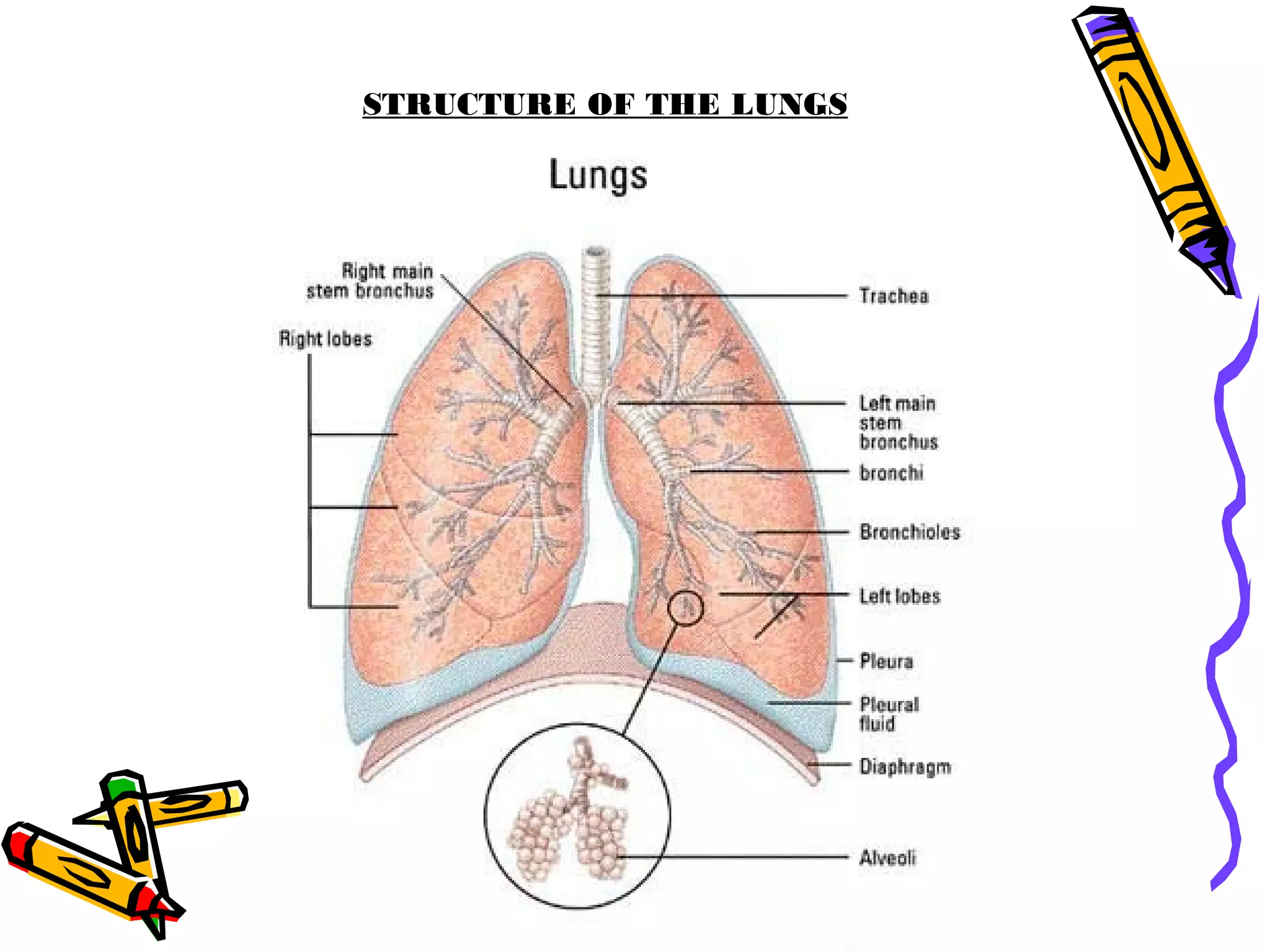 STRUCTURE OF THE LUNGS
 
