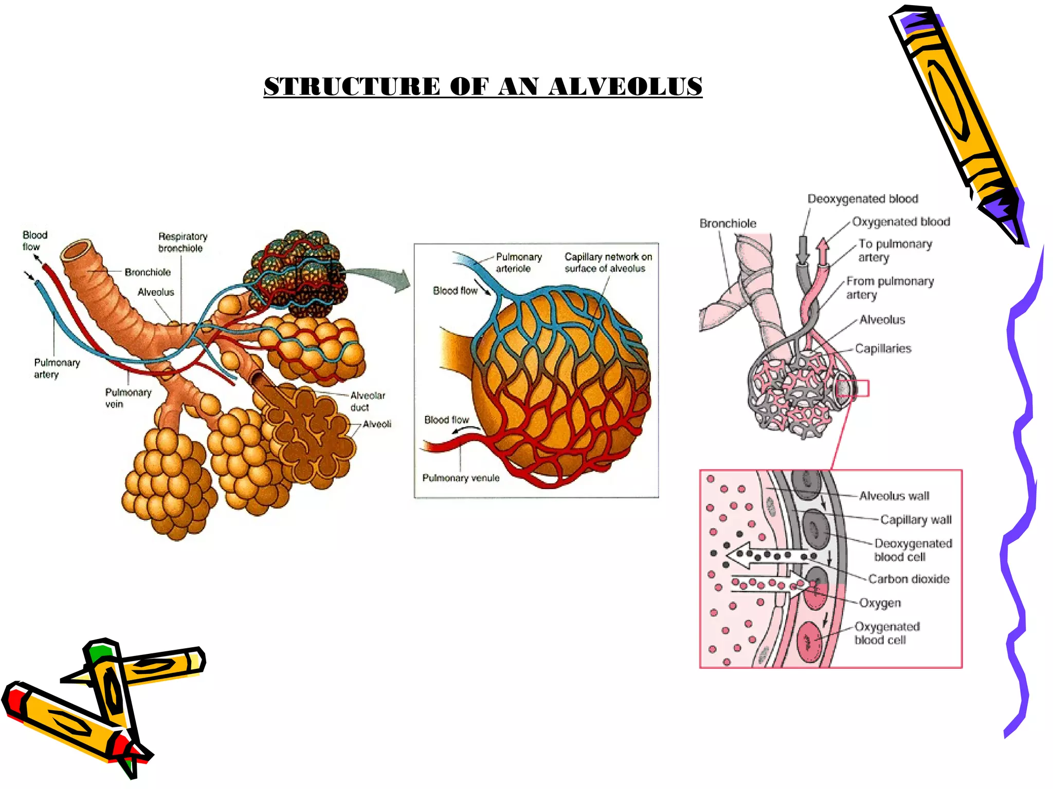 STRUCTURE OF AN ALVEOLUS
 