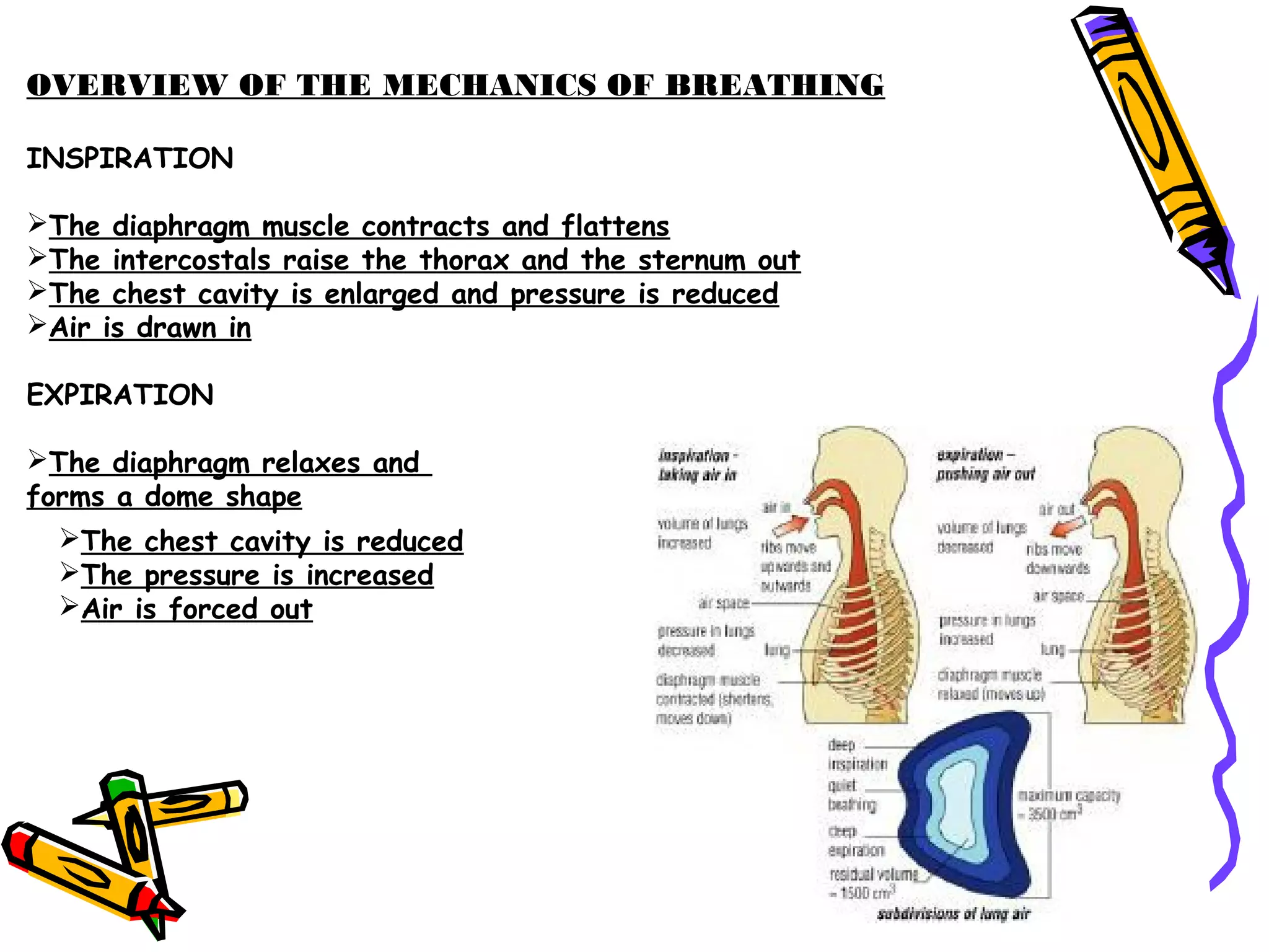 OVERVIEW OF THE MECHANICS OF BREATHING
INSPIRATION
The diaphragm muscle contracts and flattens
The intercostals raise the thorax and the sternum out
The chest cavity is enlarged and pressure is reduced
Air is drawn in
EXPIRATION
The diaphragm relaxes and
forms a dome shape
The chest cavity is reduced
The pressure is increased
Air is forced out
 