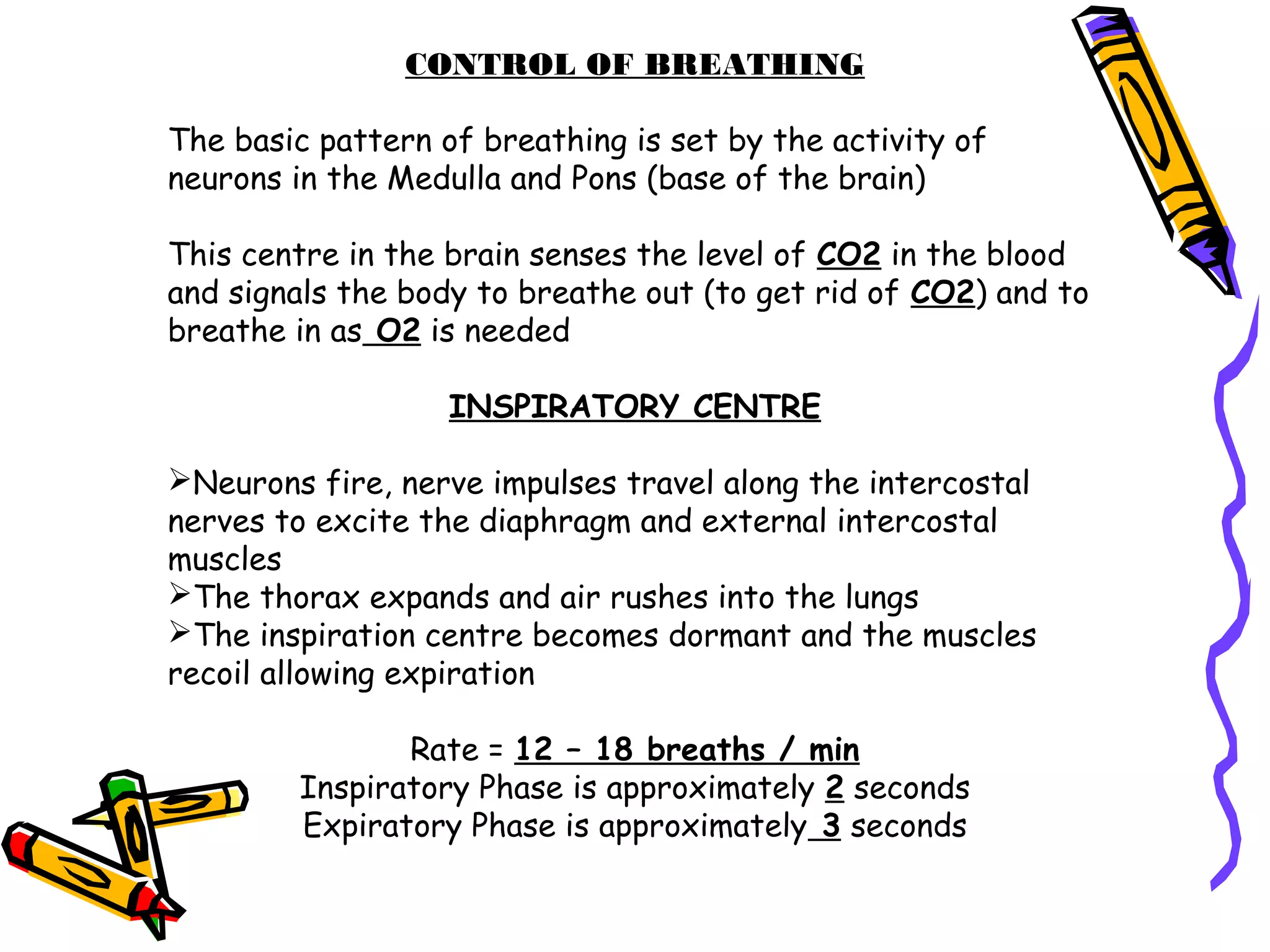 CONTROL OF BREATHING
The basic pattern of breathing is set by the activity of
neurons in the Medulla and Pons (base of the brain)
This centre in the brain senses the level of CO2 in the blood
and signals the body to breathe out (to get rid of CO2) and to
breathe in as O2 is needed
INSPIRATORY CENTRE
Neurons fire, nerve impulses travel along the intercostal
nerves to excite the diaphragm and external intercostal
muscles
The thorax expands and air rushes into the lungs
The inspiration centre becomes dormant and the muscles
recoil allowing expiration
Rate = 12 – 18 breaths / min
Inspiratory Phase is approximately 2 seconds
Expiratory Phase is approximately 3 seconds
 