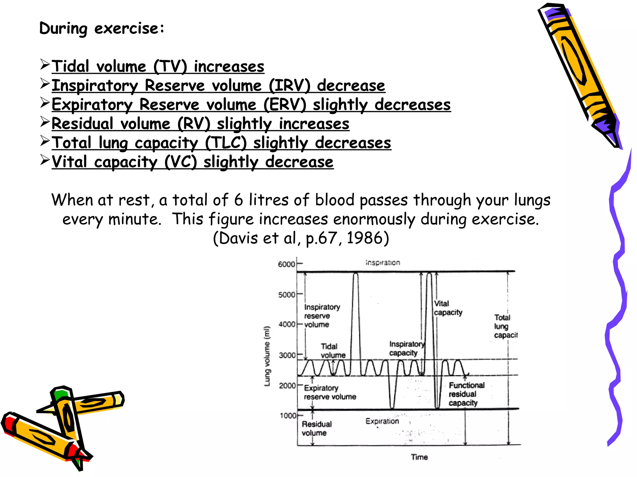 During exercise:
Tidal volume (TV) increases
Inspiratory Reserve volume (IRV) decrease
Expiratory Reserve volume (ERV) slightly decreases
Residual volume (RV) slightly increases
Total lung capacity (TLC) slightly decreases
Vital capacity (VC) slightly decrease
When at rest, a total of 6 litres of blood passes through your lungs
every minute. This figure increases enormously during exercise.
(Davis et al, p.67, 1986)
 