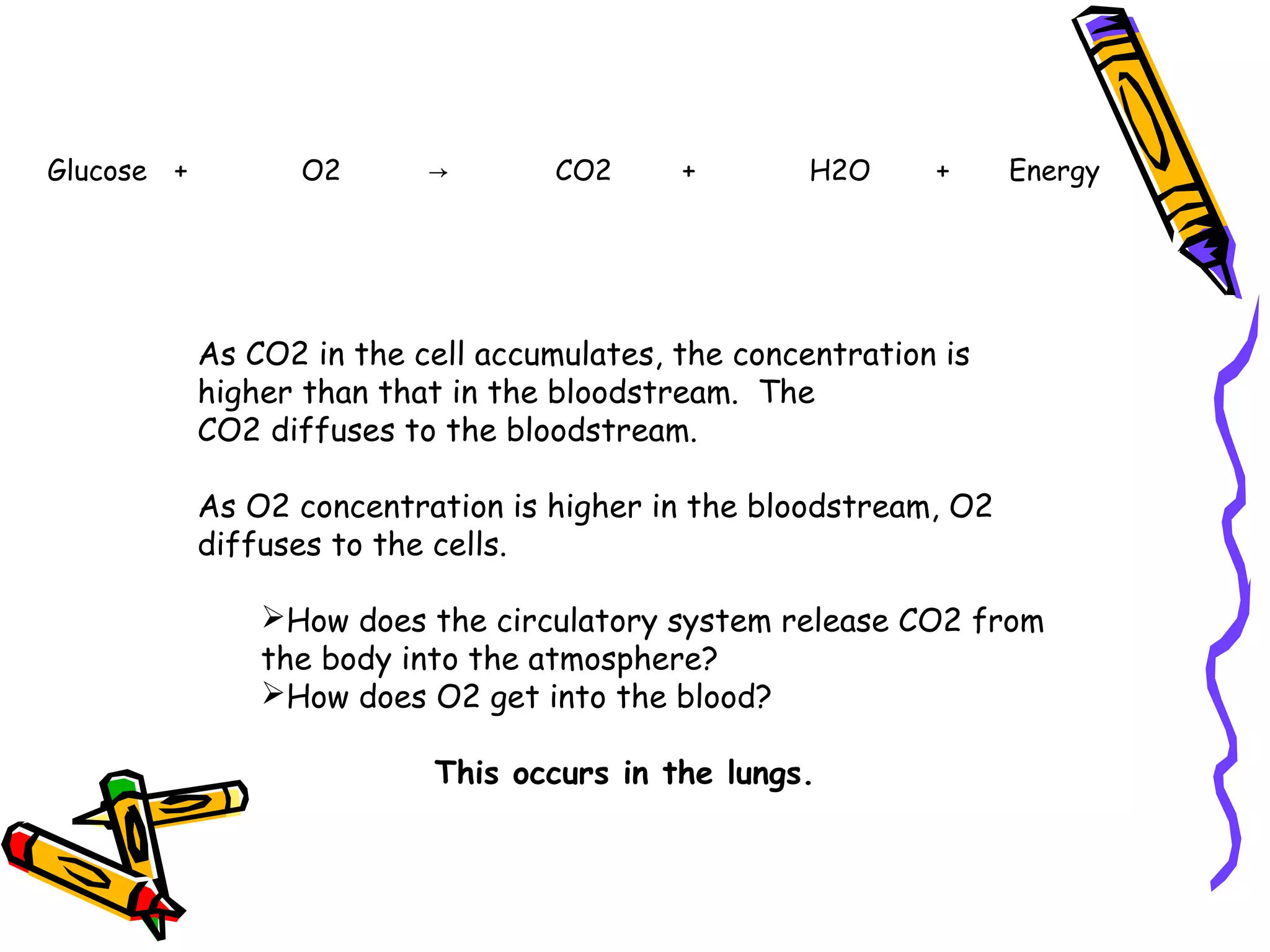 As CO2 in the cell accumulates, the concentration is
higher than that in the bloodstream. The
CO2 diffuses to the bloodstream.
As O2 concentration is higher in the bloodstream, O2
diffuses to the cells.
How does the circulatory system release CO2 from
the body into the atmosphere?
How does O2 get into the blood?
This occurs in the lungs.
Glucose + O2 → CO2 + H2O + Energy
 