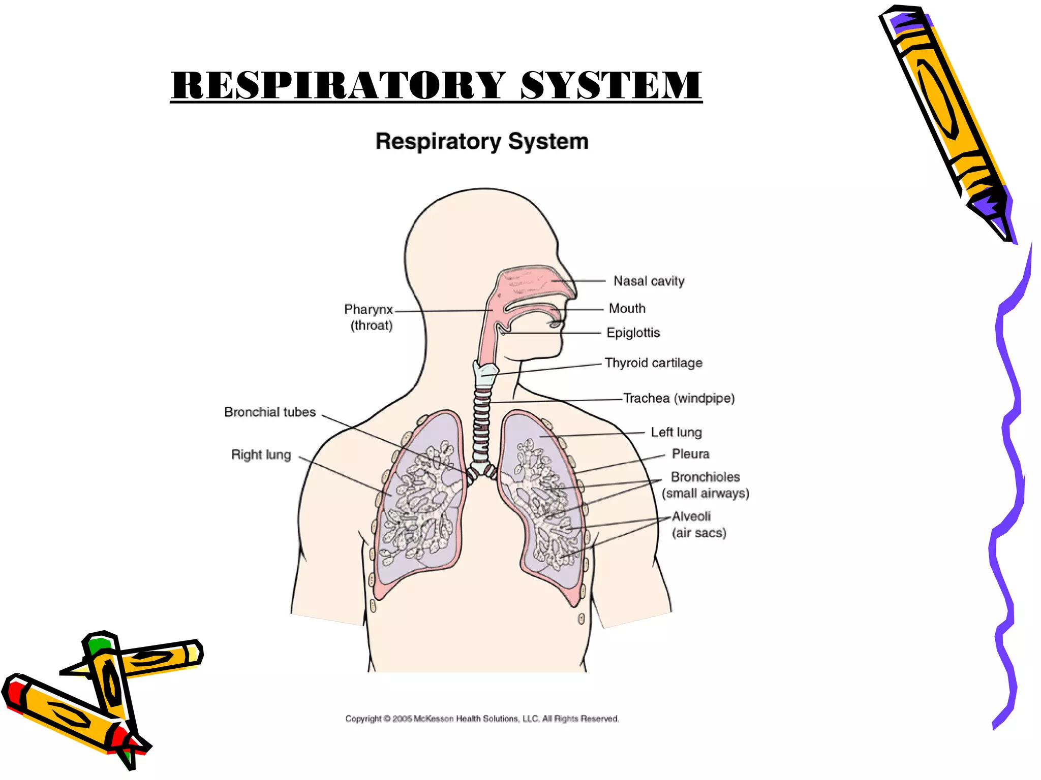RESPIRATORY SYSTEM
 