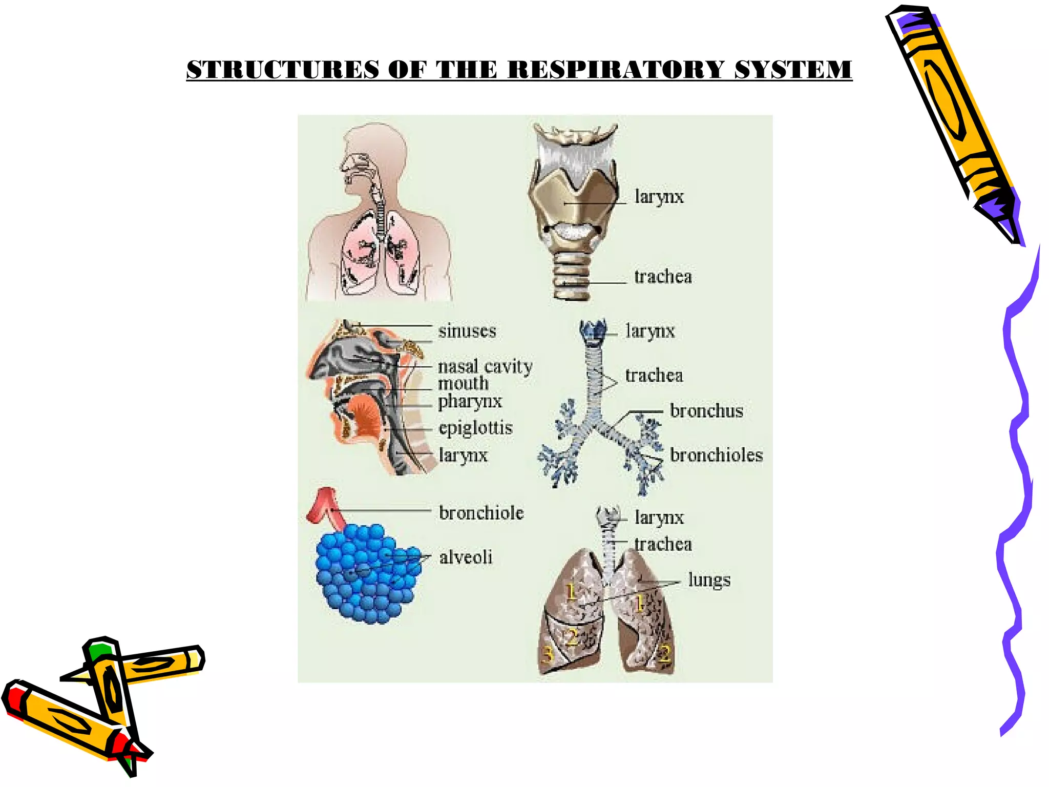 STRUCTURES OF THE RESPIRATORY SYSTEM
 