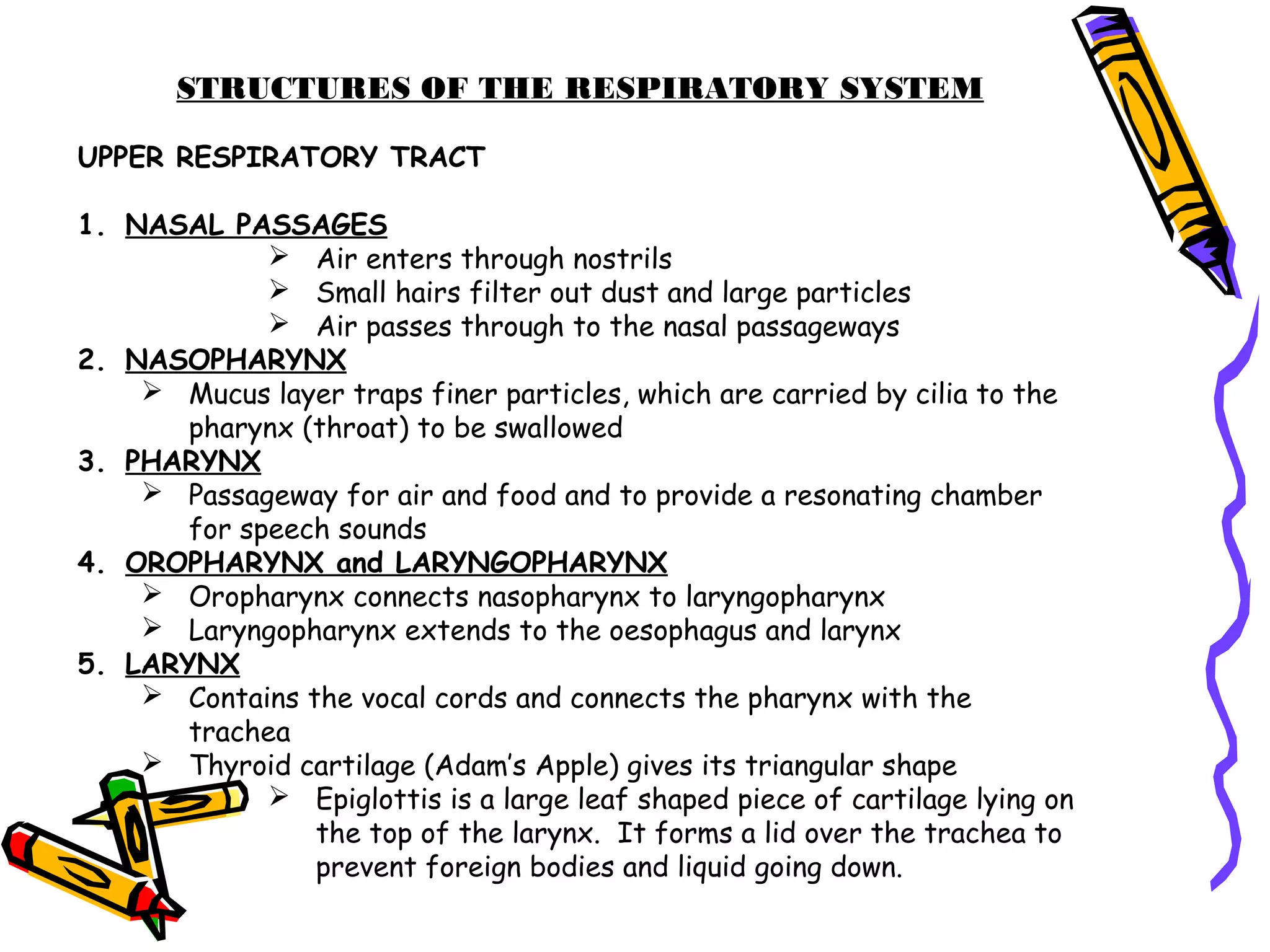 STRUCTURES OF THE RESPIRATORY SYSTEM
UPPER RESPIRATORY TRACT
1. NASAL PASSAGES
 Air enters through nostrils
 Small hairs filter out dust and large particles
 Air passes through to the nasal passageways
2. NASOPHARYNX
 Mucus layer traps finer particles, which are carried by cilia to the
pharynx (throat) to be swallowed
3. PHARYNX
 Passageway for air and food and to provide a resonating chamber
for speech sounds
4. OROPHARYNX and LARYNGOPHARYNX
 Oropharynx connects nasopharynx to laryngopharynx
 Laryngopharynx extends to the oesophagus and larynx
5. LARYNX
 Contains the vocal cords and connects the pharynx with the
trachea
 Thyroid cartilage (Adam’s Apple) gives its triangular shape
 Epiglottis is a large leaf shaped piece of cartilage lying on
the top of the larynx. It forms a lid over the trachea to
prevent foreign bodies and liquid going down.
 