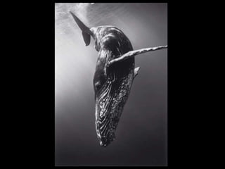 Baptism and Identity