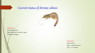 Current status of shrimp culture
Submitted to :-
dr.vivek shrivastava,
Pgifer, kamdhenu university, rajpur
(nava),himmatnagar
Submitted by:-
Barad vishva n.
Reg.no:-2018010070041011
m.f.sc :- 2nd semester
 