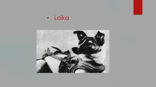 • Laika
 