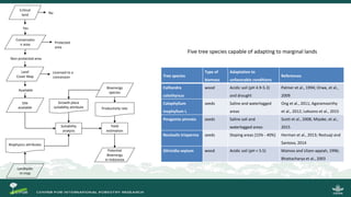 Growing energy and restoring land: Potentials of bioenergy production from degraded and underutilized land in Indonesia