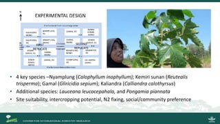 Growing energy and restoring land: Potentials of bioenergy production from degraded and underutilized land in Indonesia