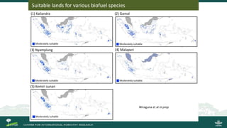 Growing energy and restoring land: Potentials of bioenergy production from degraded and underutilized land in Indonesia