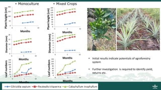 Growing energy and restoring land: Potentials of bioenergy production from degraded and underutilized land in Indonesia