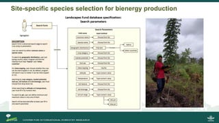 Growing energy and restoring land: Potentials of bioenergy production from degraded and underutilized land in Indonesia