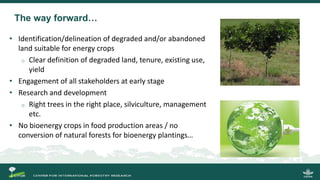 Growing energy and restoring land: Potentials of bioenergy production from degraded and underutilized land in Indonesia