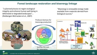Growing energy and restoring land: Potentials of bioenergy production from degraded and underutilized land in Indonesia